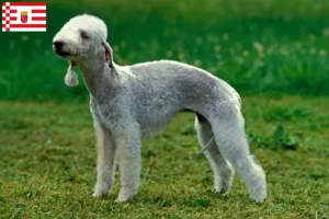 Lees meer over het artikel Bedlington Terrier fokkers en pups in Bremen