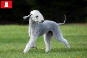 Lees meer over het artikel Bedlington Terrier fokkers en pups in Hamburg