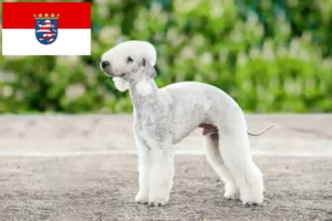 Lees meer over het artikel Bedlington Terrier fokkers en pups in Hessen