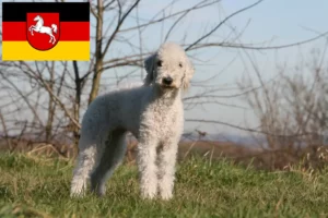 Lees meer over het artikel Bedlington Terrier fokkers en pups in Nedersaksen