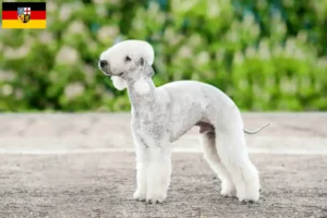 Lees meer over het artikel Bedlington Terrier fokkers en pups in Saarland