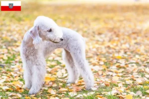 Lees meer over het artikel Bedlington Terrier fokkers en pups in Thüringen