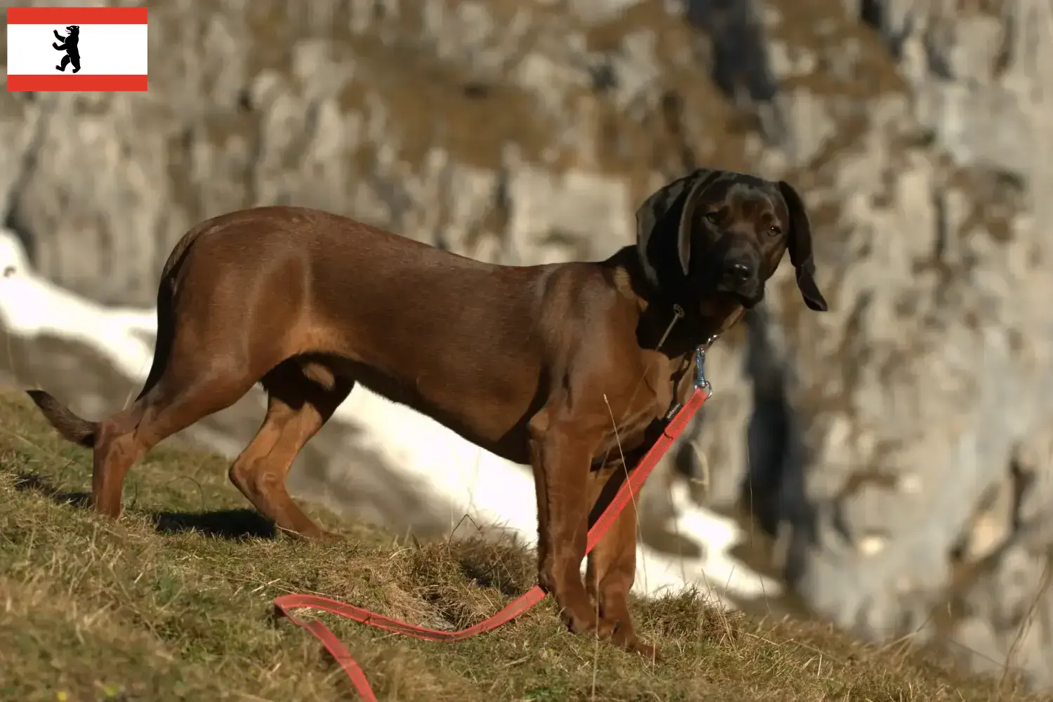 Lees meer over het artikel Beierse windhond fokkers en puppies in Berlijn