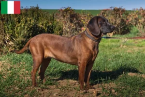 Lees meer over het artikel Bavarian Mountain Hound fokkers en pups in Italië