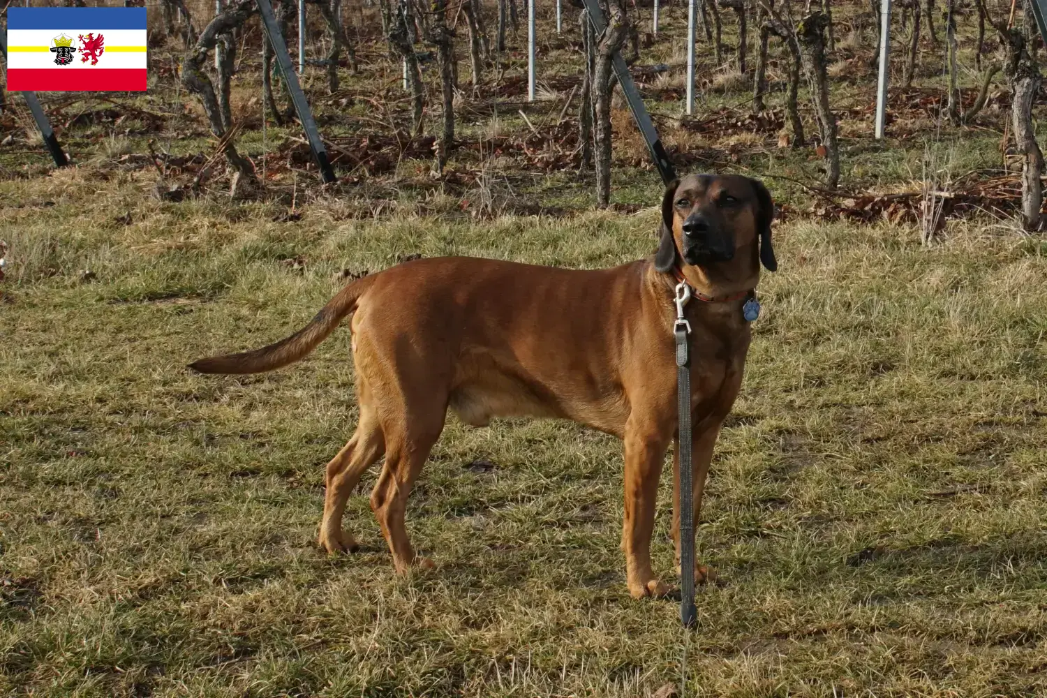 Lees meer over het artikel Fokkers en puppies van Beierse Sennenhonden in Mecklenburg-Vorpommern