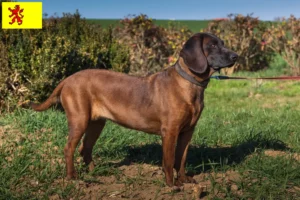 Lees meer over het artikel Bavarian Mountain Hound fokkers en pups in Zuid-Holland