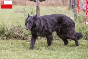 Lees meer over het artikel Belgische Herder Hondenfokker en Puppies in Utrecht