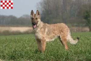 Lees meer over het artikel Belgische Herder fokkers en pups in Noord-Brabant