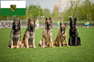 Lees meer over het artikel Belgische Herdershond Fokker en Puppies in Saksen