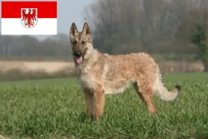 Lees meer over het artikel Belgische Herdershond Fokker en Puppies in Brandenburg