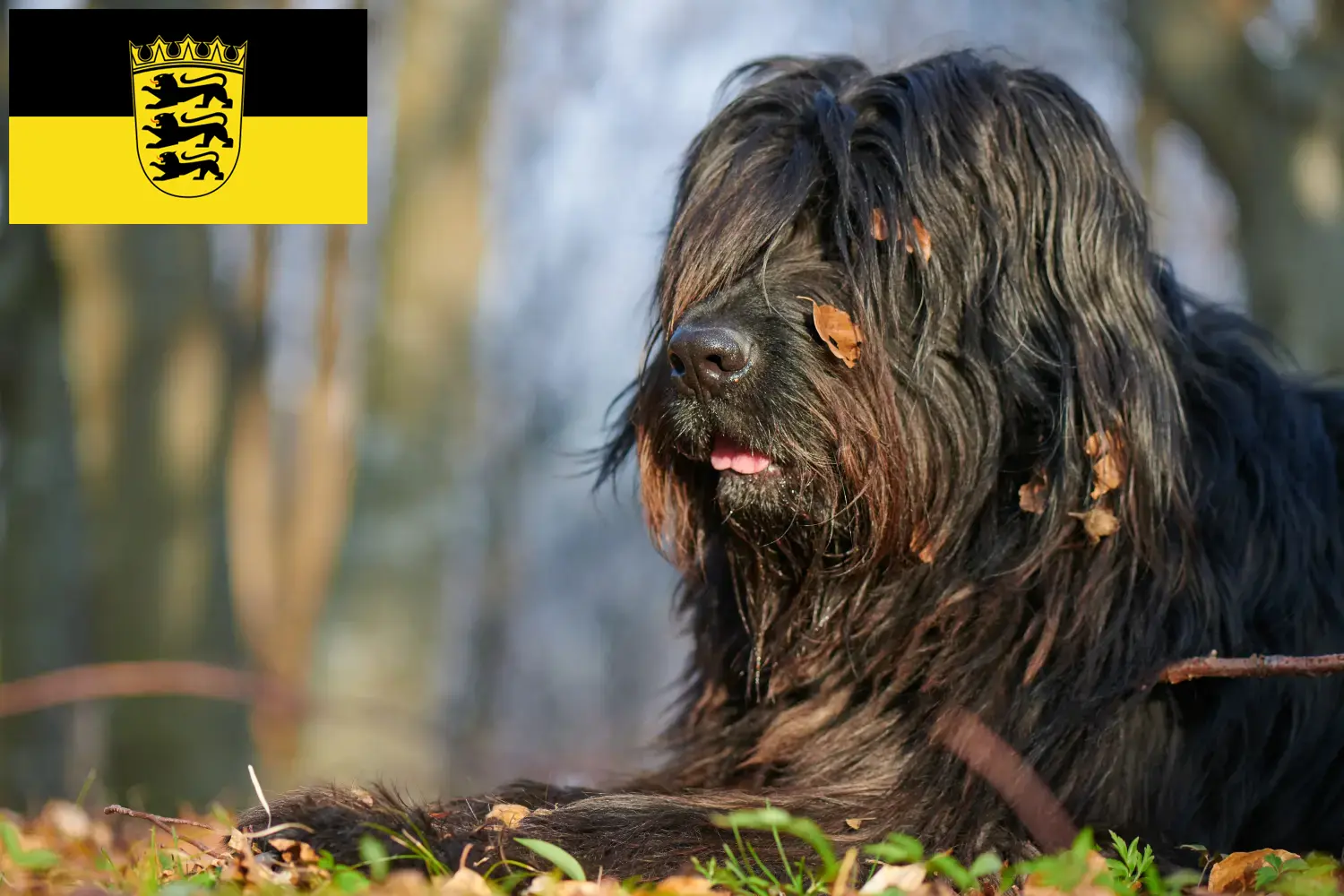 Lees meer over het artikel Bergamasker Herdershond Fokker en Puppies in Baden-Württemberg