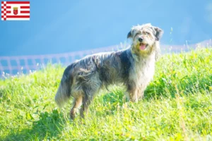 Lees meer over het artikel Bergamasker Herder Hondenfokker en Puppies in Bremen