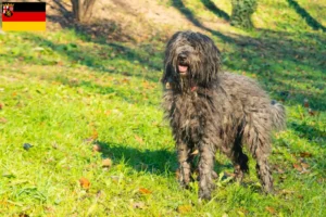 Lees meer over het artikel Bergamasker herdershond fokker en puppies in Rijnland-Palts