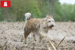 Lees meer over het artikel Berger de Picardie fokkers en pups in Hamburg