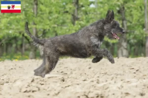 Lees meer over het artikel Berger de Picardie fokkers en pups in Mecklenburg-Vorpommern