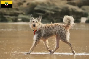 Lees meer over het artikel Berger de Picardie fokkers en pups in Saksen-Anhalt