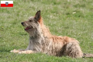 Lees meer over het artikel Berger de Picardie fokkers en pups in Thüringen