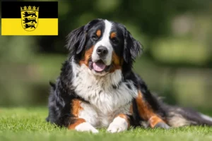 Lees meer over het artikel Berner Sennenhondenfokker en Puppies in Baden-Württemberg