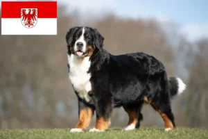 Lees meer over het artikel Berner Sennenhondenfokker en Puppies in Brandenburg