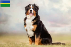 Lees meer over het artikel Berner Sennenhonden fokker en pups in Flevoland