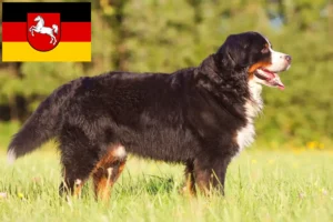 Lees meer over het artikel Berner Sennenhondenfokker en Puppies in Nedersaksen