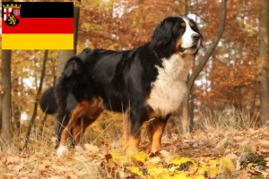 Lees meer over het artikel Berner Sennenhondenfokker en Puppies in Rijnland-Palts