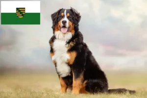 Lees meer over het artikel Berner Sennenhondenfokker en Puppies in Saksen