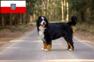 Lees meer over het artikel Berner Sennenhondenfokker en Puppies in Thüringen