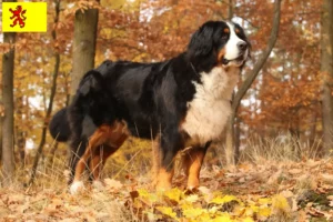 Lees meer over het artikel Berner Sennenhond fokker en pups in Zuid-Holland