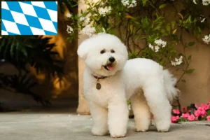 Lees meer over het artikel Bichon Frisé fokkers en pups in Beieren