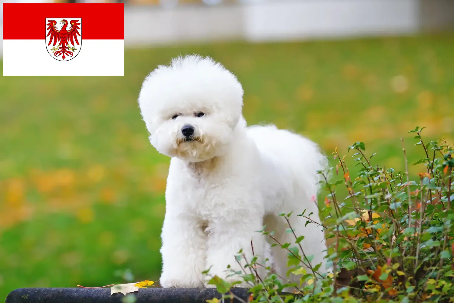 Lees meer over het artikel Bichon Frisé fokkers en pups in Brandenburg