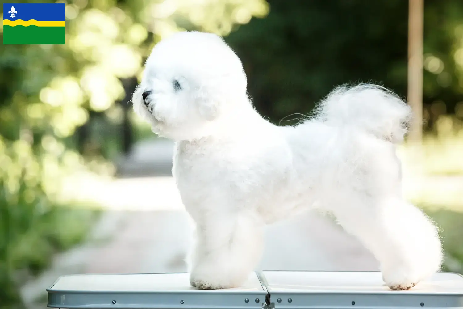 Lees meer over het artikel Bichon Frisé fokkers en pups in Flevoland