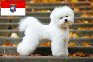 Lees meer over het artikel Bichon Frisé fokkers en pups in Hessen