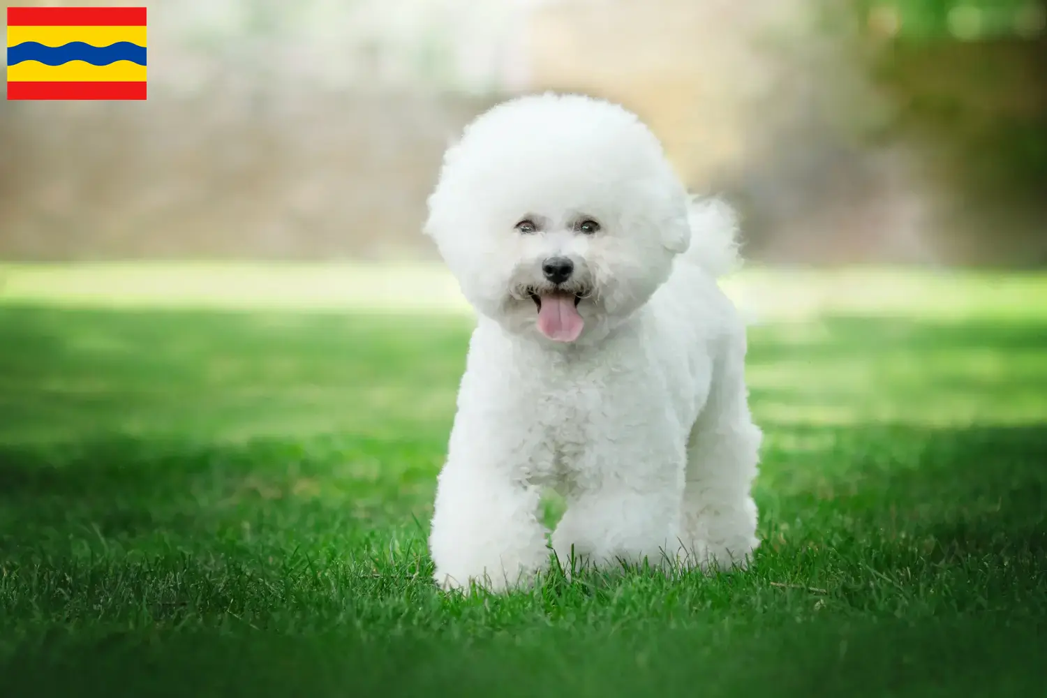 Lees meer over het artikel Bichon Frisé fokkers en pups in Overijssel