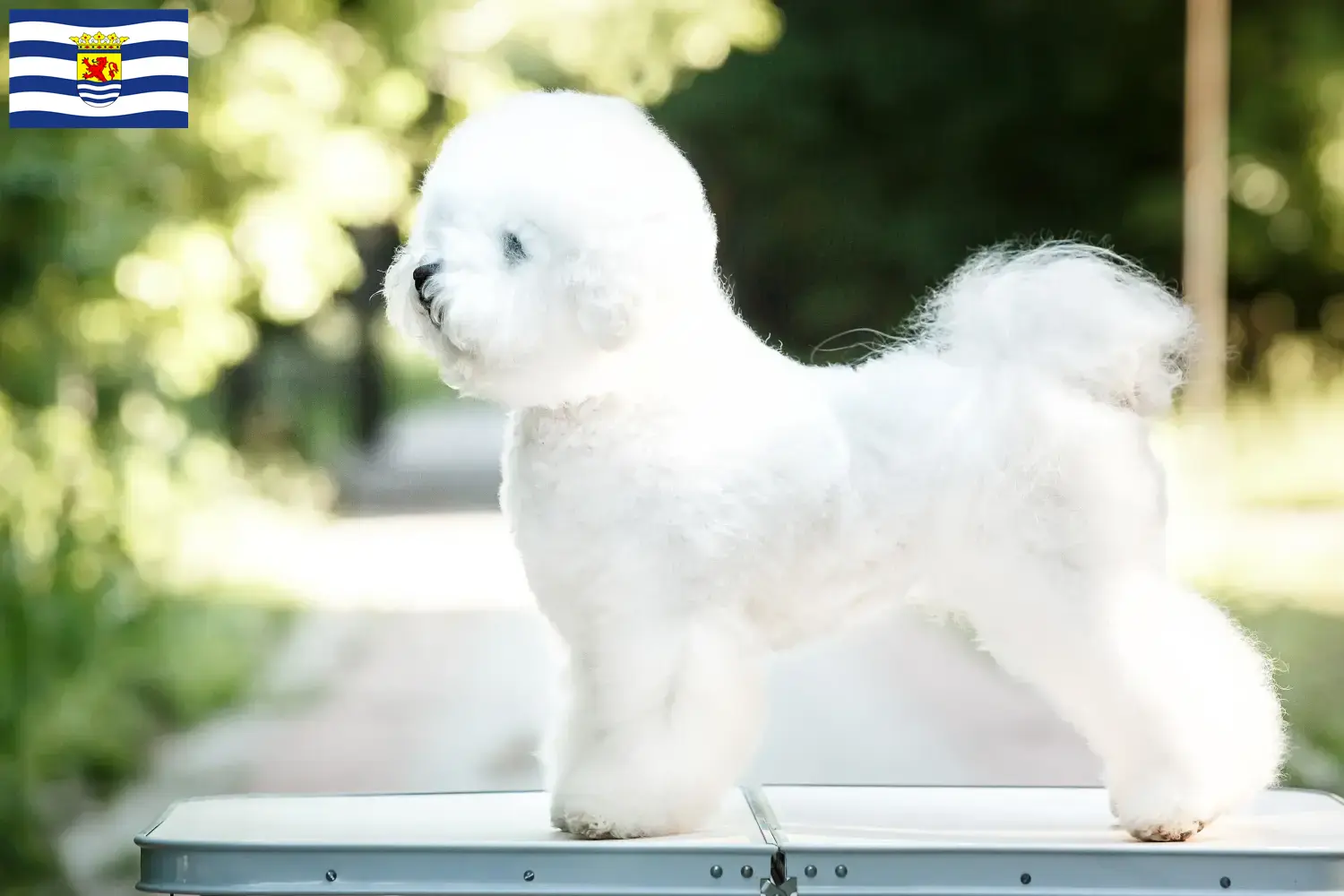 Lees meer over het artikel Bichon Frisé fokkers en pups in Zeeland