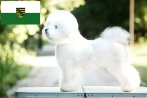 Lees meer over het artikel Bichon Frisé fokkers en pups in Saksen