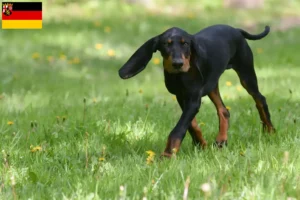 Lees meer over het artikel Black and Tan Coonhound fokkers en pups in Rijnland-Palts