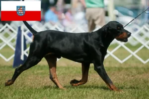 Lees meer over het artikel Black and Tan Coonhound fokkers en pups in Thüringen