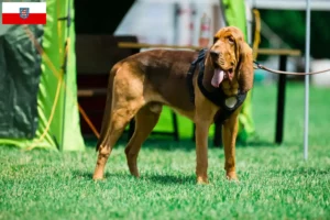 Lees meer over het artikel Bloedhondenfokkers en puppies in Thüringen