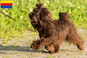 Lees meer over het artikel Bolonka Zwetna fokkers en pups in Noord-Holland