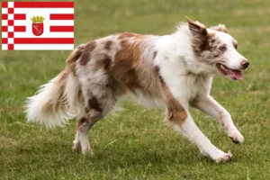 Lees meer over het artikel Border Collie fokkers en pups in Bremen