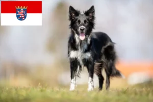 Lees meer over het artikel Border Collie fokkers en pups in Hessen