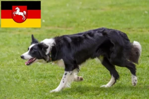 Lees meer over het artikel Border Collie fokkers en pups in Nedersaksen