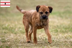 Lees meer over het artikel Border Terriër fokkers en pups in Drenthe