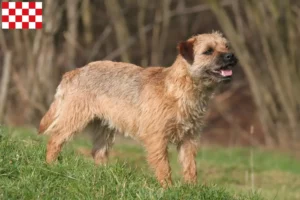 Lees meer over het artikel Border Terriër fokkers en pups in Noord-Brabant