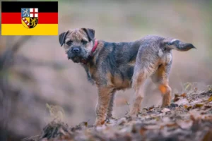 Lees meer over het artikel Border Terriër fokkers en pups in Saarland