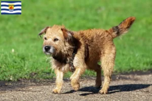 Lees meer over het artikel Border Terriër fokkers en pups in Zeeland