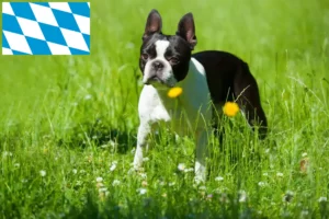 Lees meer over het artikel Boston Terrier fokkers en puppies in Beieren