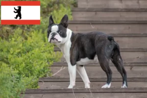 Lees meer over het artikel Boston Terrier fokkers en pups in Berlijn