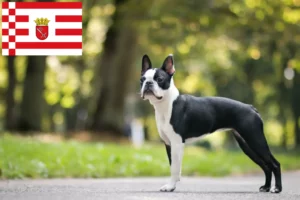 Lees meer over het artikel Boston Terrier fokkers en pups in Bremen